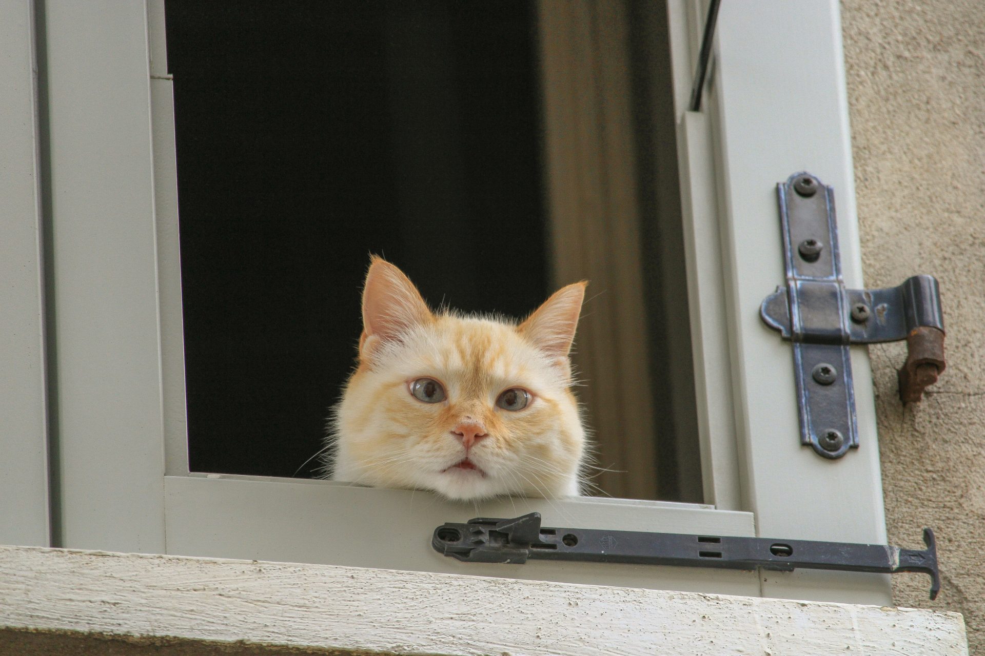 A cat is looking out of a window